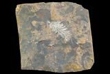Paleocene Fossil Plant (Parataxodium) - North Dakota #97934-1